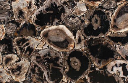 FANCYBLACK PETRIFIED WOOD