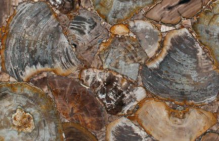 FANCYLIGHT PETRIFIED WOOD